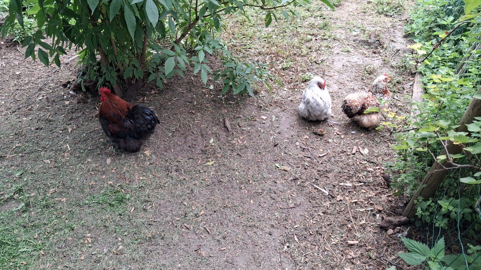 Cochin kriel kippen 2 trio's.