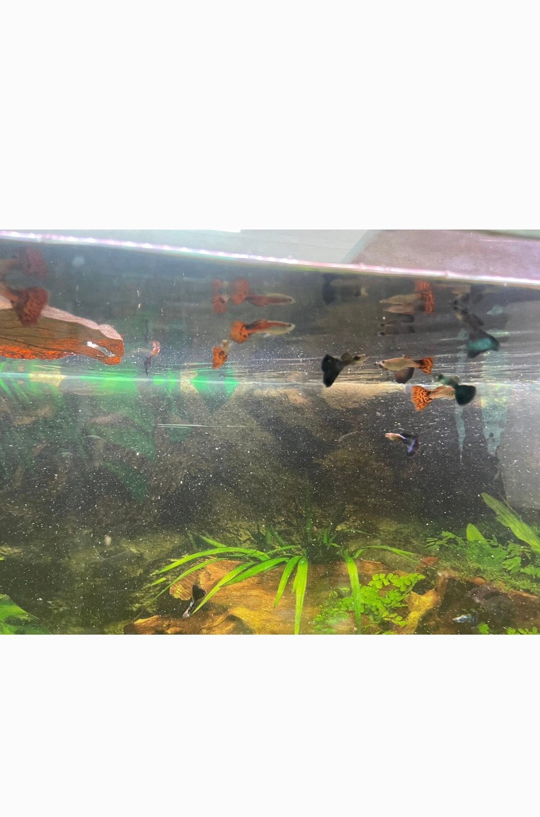 12 guppys mâles mixtes + 4 Ancistrusses rouges