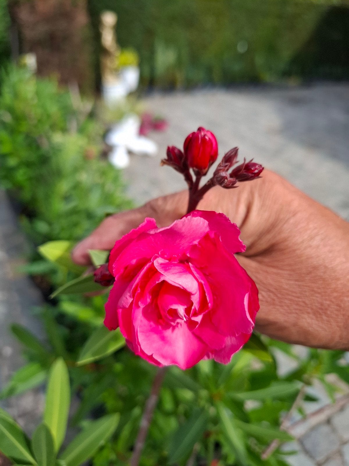 oleander roze, Tuin en Terras, Ophalen