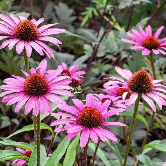 Echinacea purpurea magnus, Volle zon, Vaste plant, Zomer, Ophalen