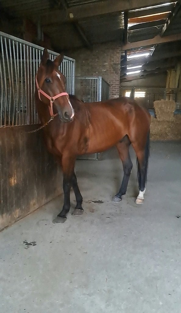 Hongre de 5 ans, Animaux & Accessoires, 3 à 6 ans, Hongre, Avec pedigree, 170 à 175 cm