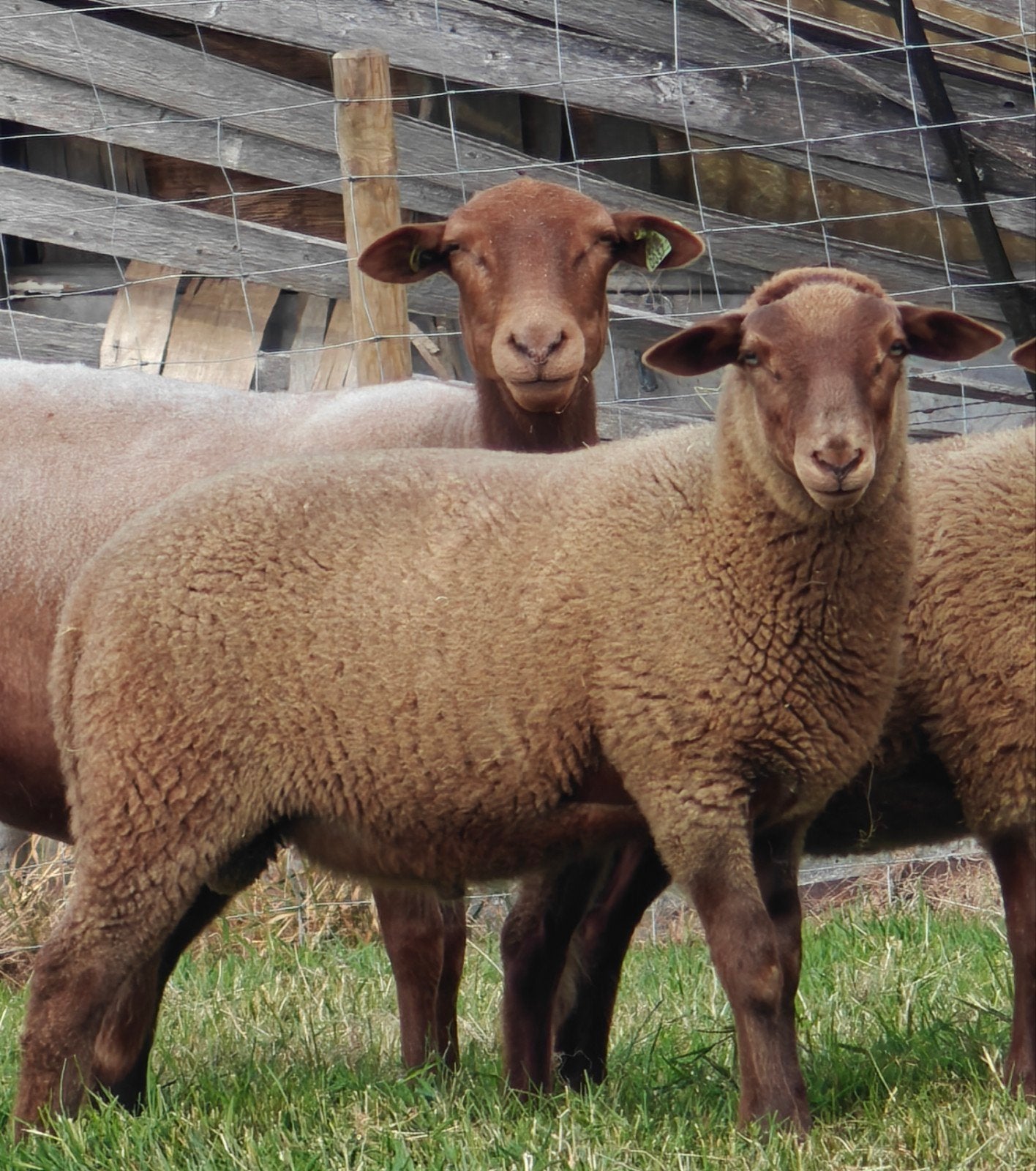 Ram lam ardense voskop stamboek, Dieren en Toebehoren