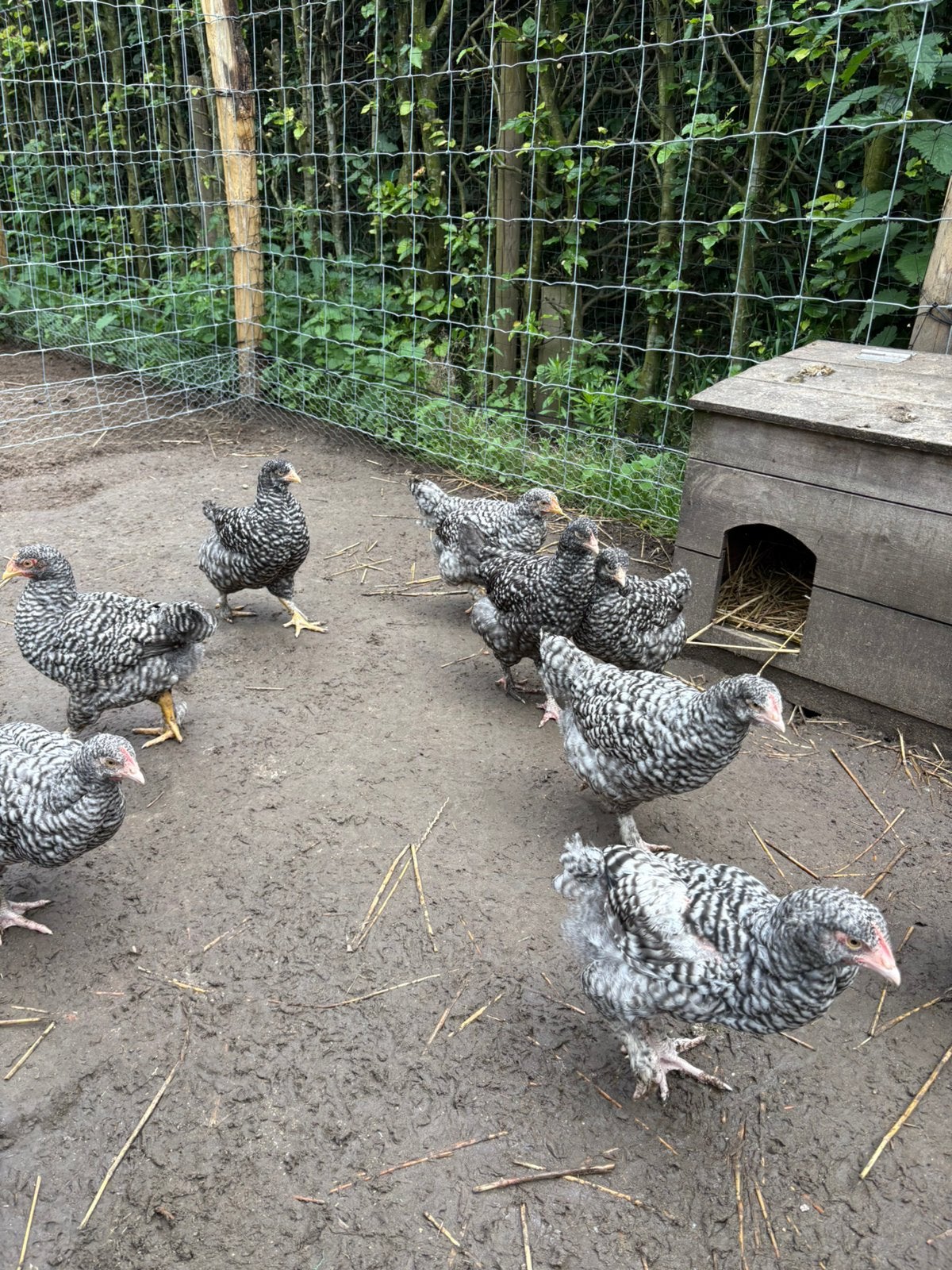 Jonge mechelse koekoek haantjes