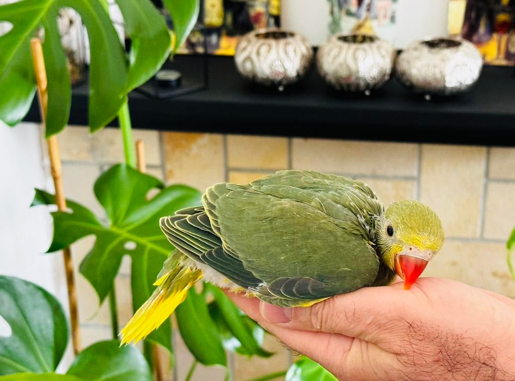 Jonge halsbandparkieten geelkop geelstaart 4 weken oud, Dieren en Toebehoren, Vogels | Parkieten en Papegaaien, Geslacht onbekend