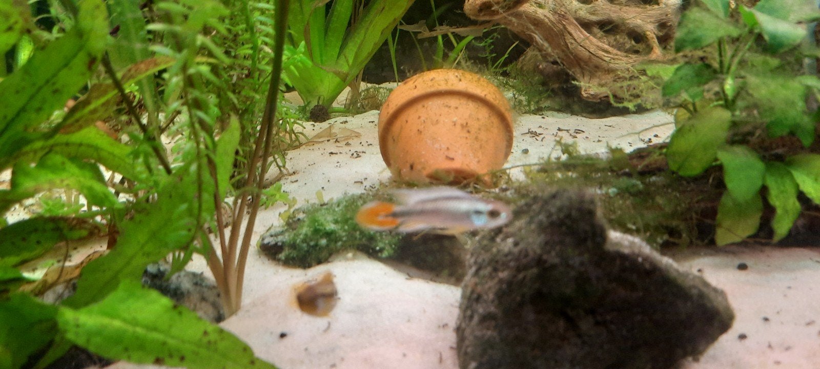 Aquarium Juwel Rio180 Led + système de CO2 + contenu, Animaux & Accessoires, Poissons inclus, Aquarium d'eau douce rempli, Enlèvement