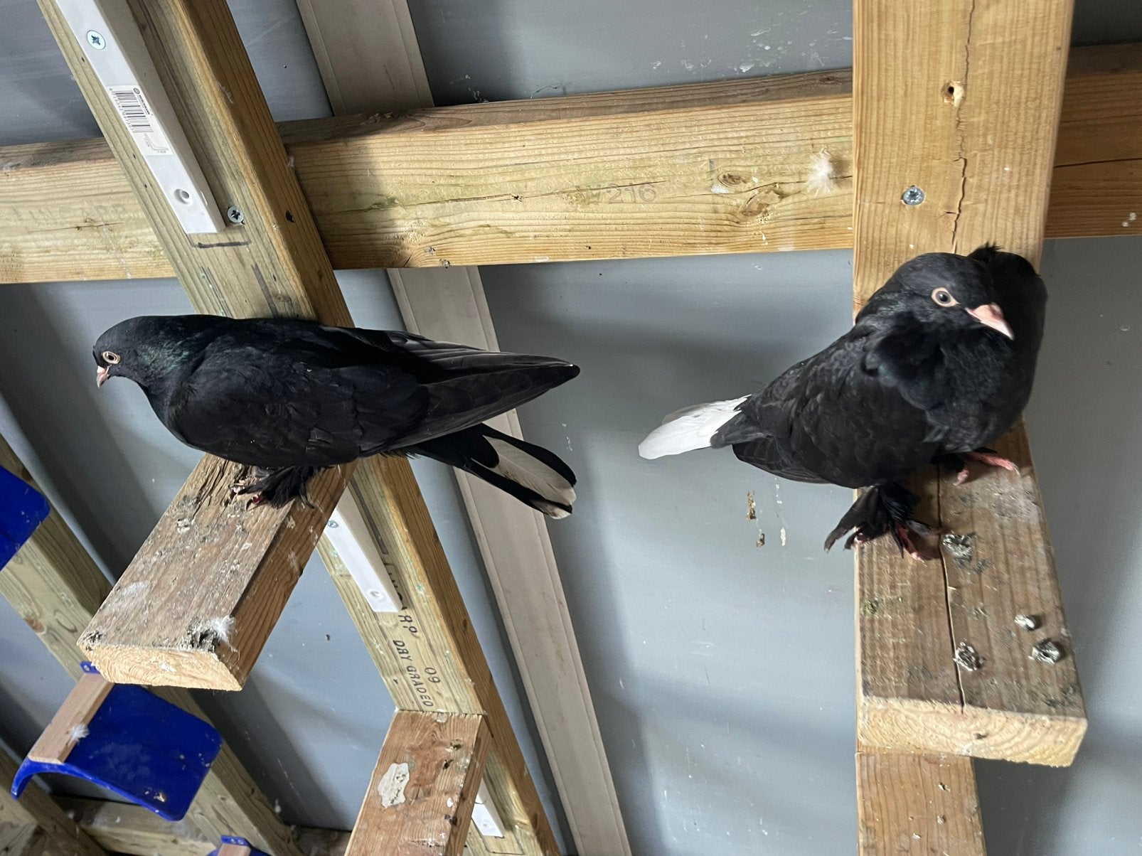 Taklas kopel, Dieren en Toebehoren