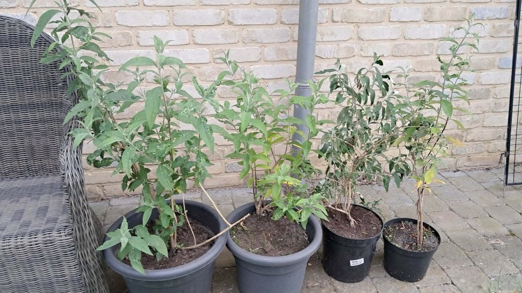 vlinderstruiken, Tuin en Terras, Ophalen