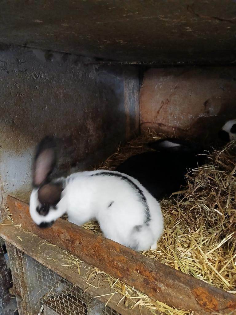 Jonge konijnen, Sexe inconnu