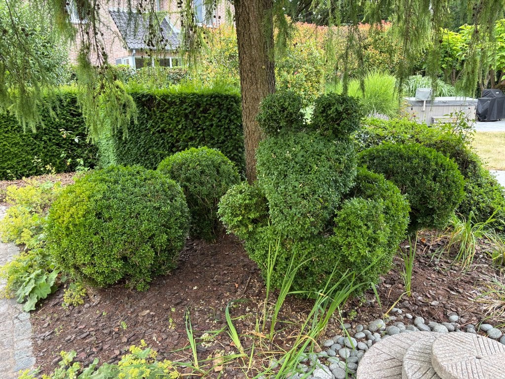 buxus in vormsnoei: beertje en bollen, Tuin en Terras, Planten | Struiken en Hagen, Buxus, Ophalen