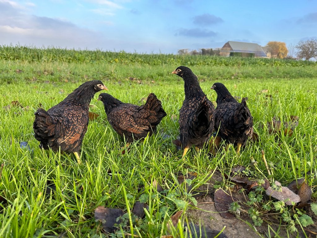 Jonge Barnevelder kriel bruin gezoomd gesekst en ingeënt, Dieren en Toebehoren, Pluimvee, Vrouwelijk, Kip