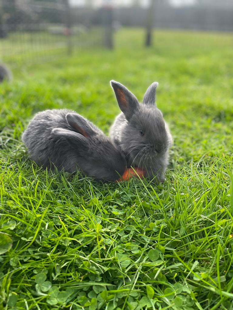 Franse hangoor rammetjes, Dieren en Toebehoren, Konijnen, Groot, Meerdere dieren, 0 tot 2 jaar, Hangoor