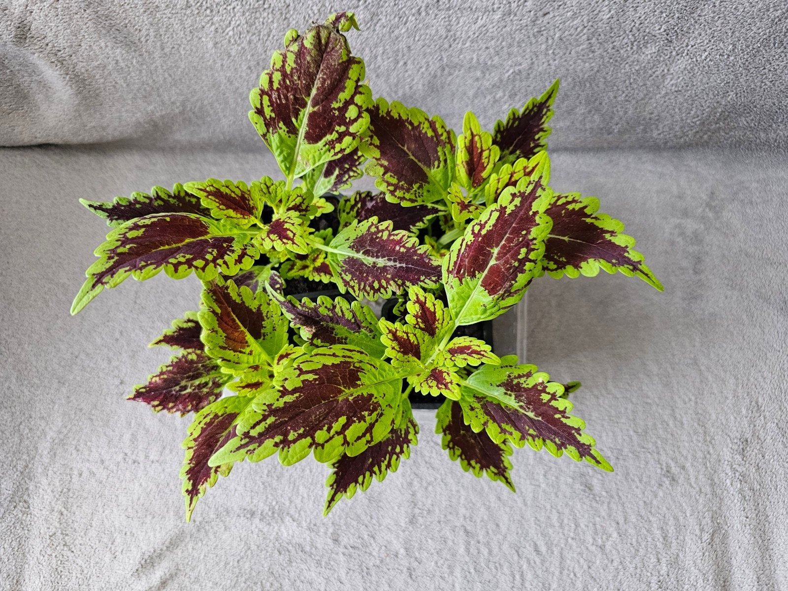 Coleus 3€ le pot, Enlèvement