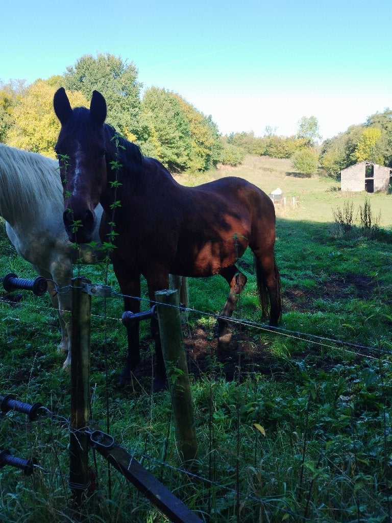 Jument a donner, 11 ans ou plus, Avec pedigree, 160 à 165 cm, Ne s'applique pas