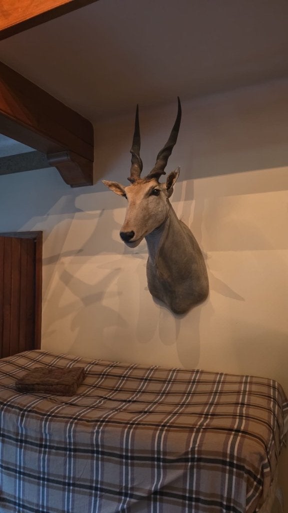 Opgezette koppen (lot van 7) - taxidermie, Ophalen, Zo goed als nieuw, Overige soorten, Gewei of Kop