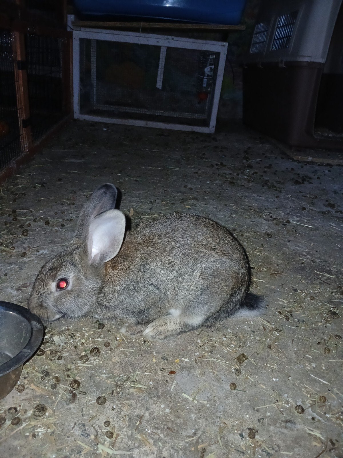 Vlaamse reus man, Dieren en Toebehoren, Konijnen