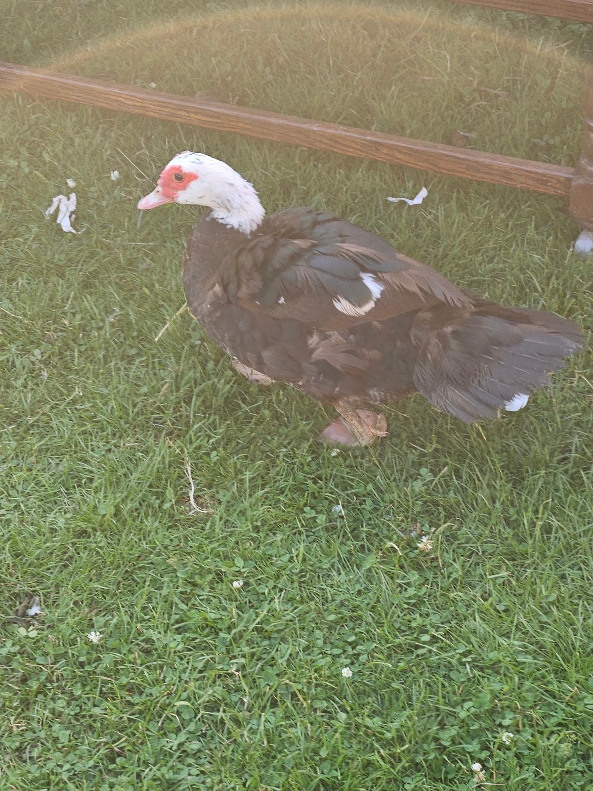 Canard de barbarie