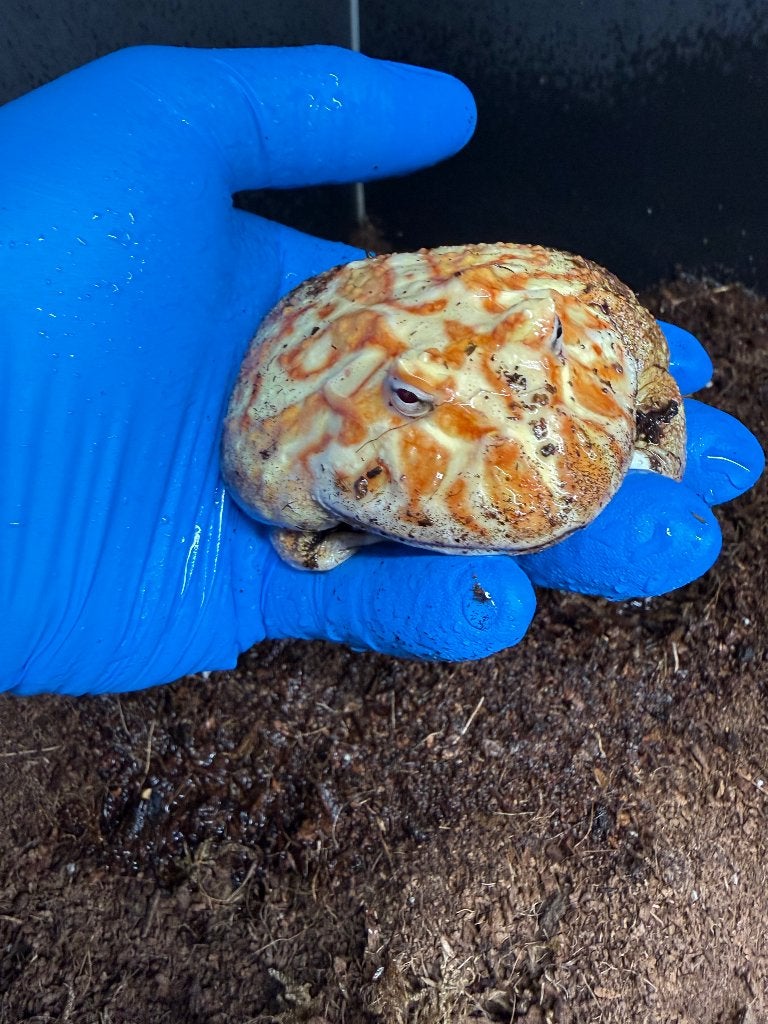 Ceratophrys cranwelli Albino et strawberry, Amphibien, Avec terrarium, 0 à 2 ans