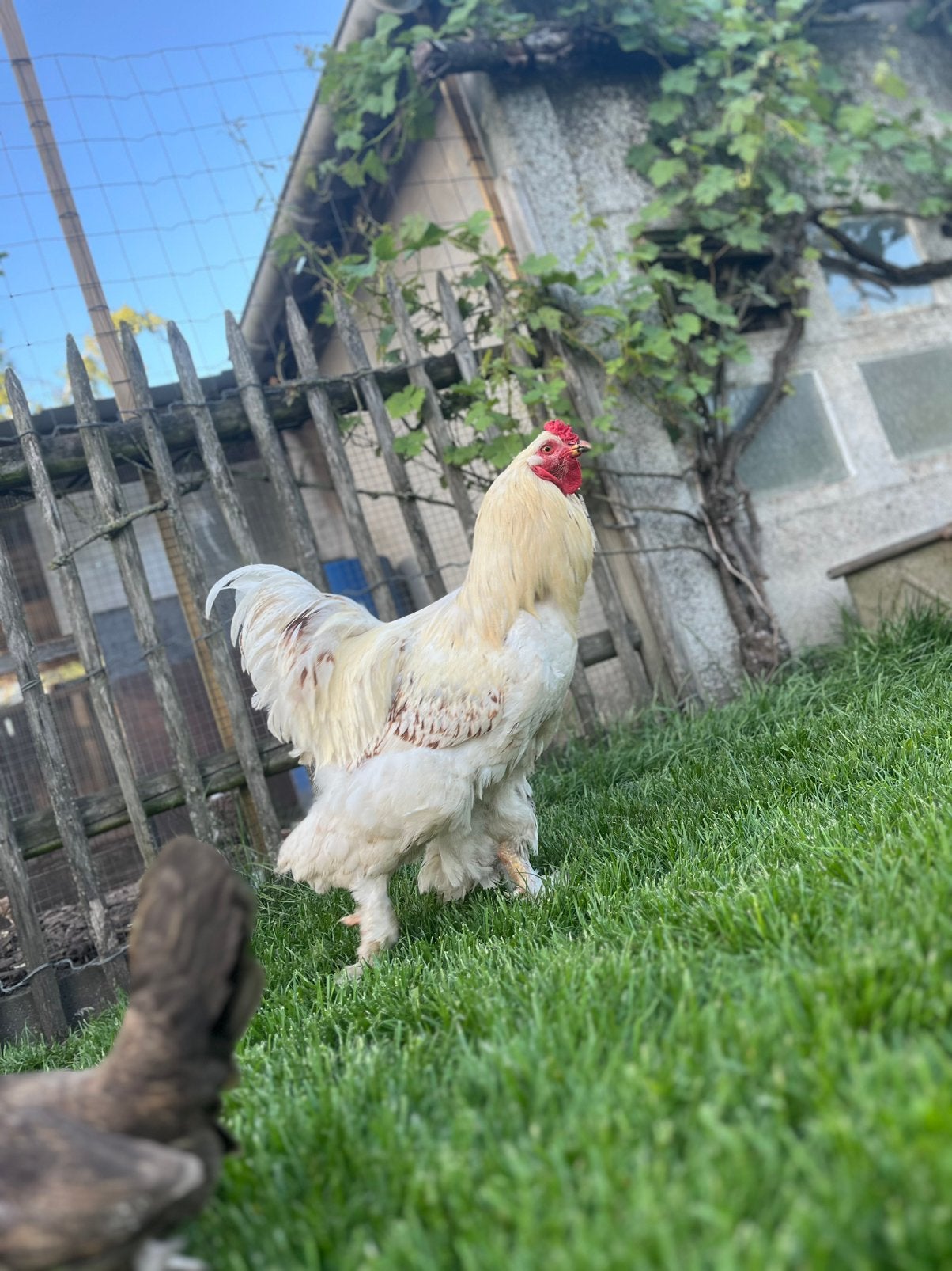 Gratis mooie brahma haan, Dieren en Toebehoren, Pluimvee