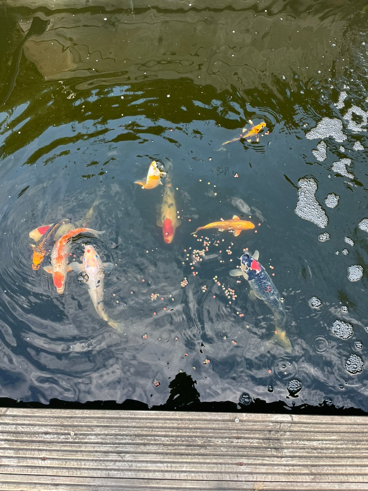 Koi, Karper of Koi