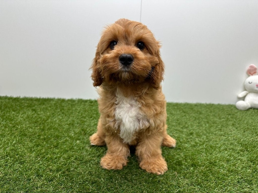 Cavapoo pups (F1), België, 8 tot 15 weken, CDV (hondenziekte), Meerdere
