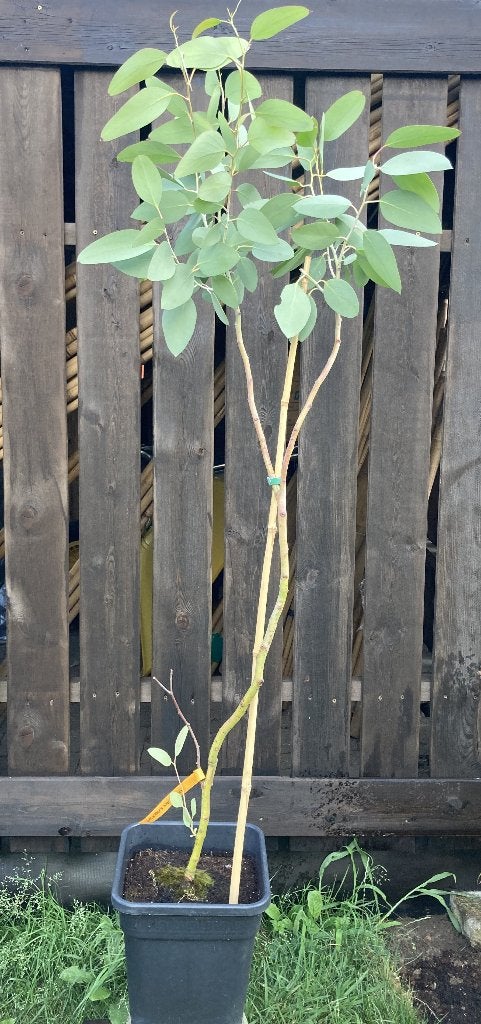 Eucalyptus pauciflora ssp hedraia, Jardin & Terrasse, Plantes | Arbres, En pot, Plein soleil, Autres espèces, Enlèvement