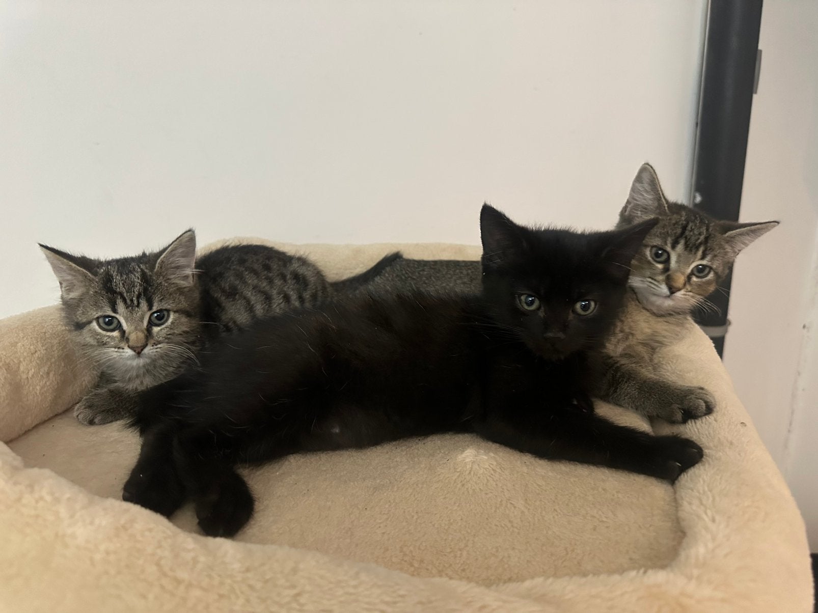 Britse kittens, Chat, Vermifugé, 0 à 2 ans