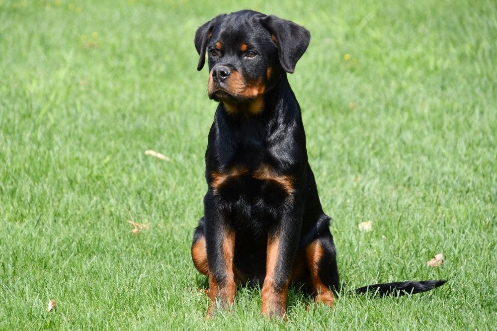 Chiots Rottweiler à vendre, 15 semaines à 1 an, Étranger, Hépatite contagieuse (maladie de Rubarth), Plusieurs animaux