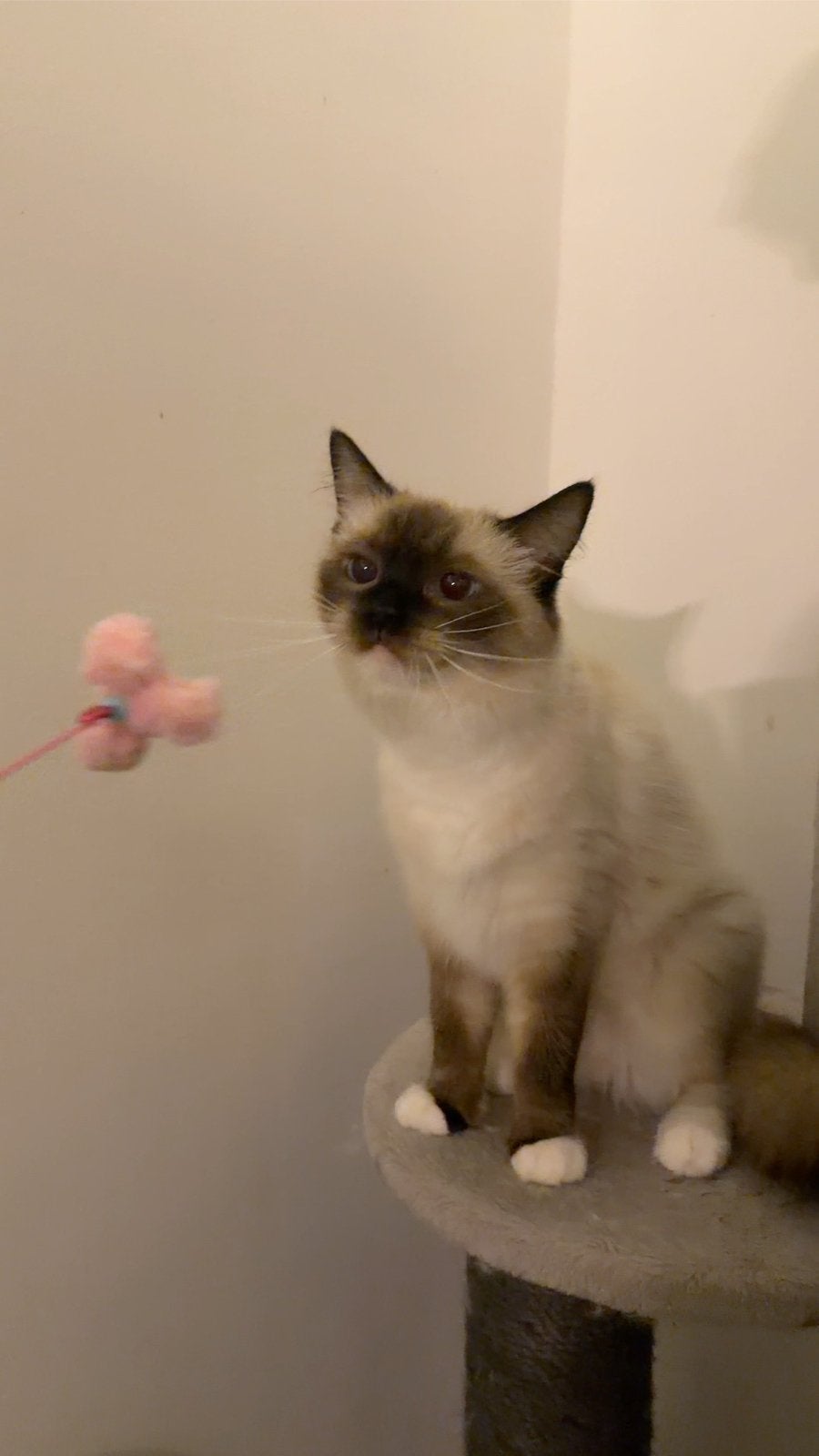 Kattin de Seal Point cherche un panier doré, Chatte ou Chat, Avec pedigree, 0 à 2 ans