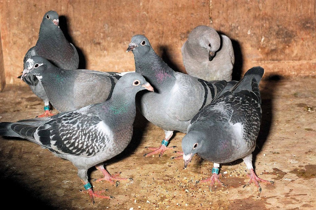 duiven gezocht vliegduiven of sierduiven., Dieren en Toebehoren