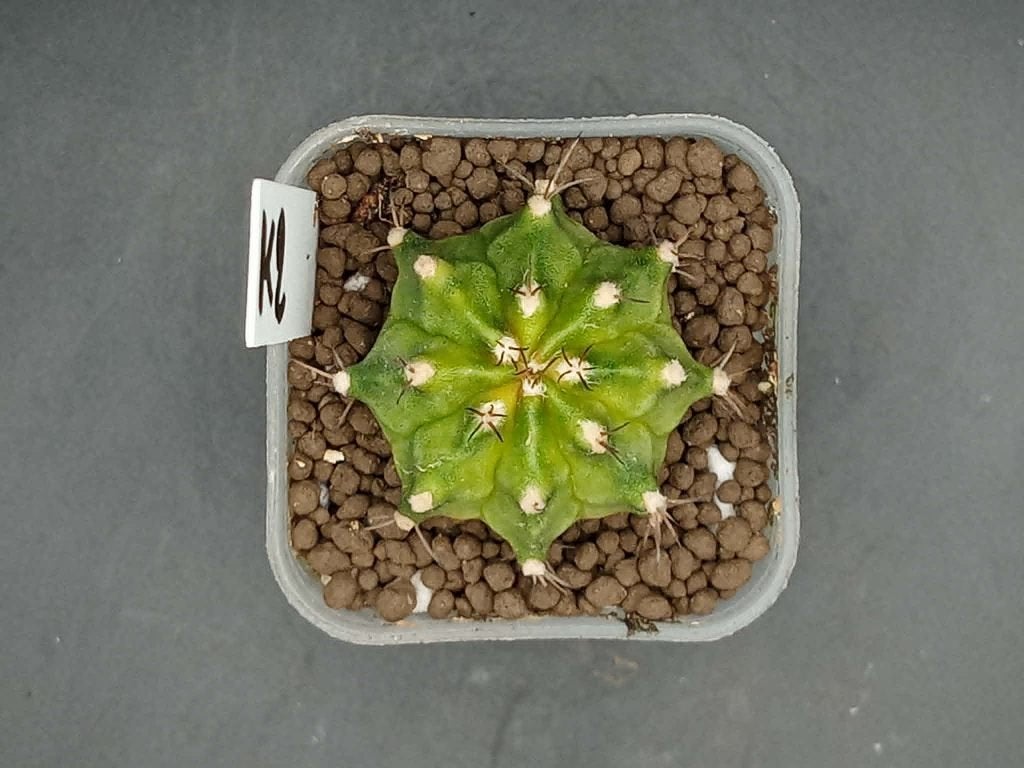Gymnocalycium mihanovichi K2, Maison & Meubles, Plantes d'intérieur, En pot, Plein soleil, Moins de 100 cm, Enlèvement