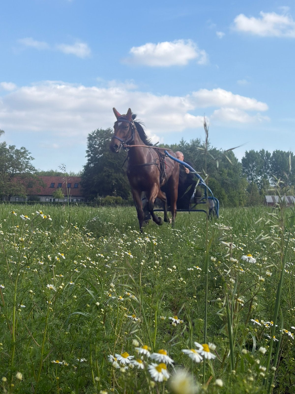 Franse draver 7 jaar