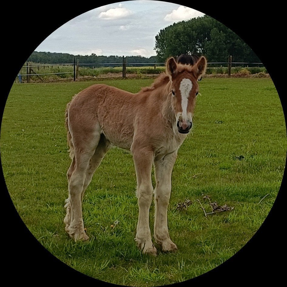 Trekpaard_ merrie_ veulentje_ vos, Moins de 160 cm, Ne s'applique pas, 0 à 2 ans, Jument