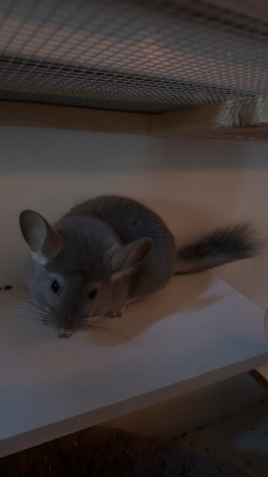 Chinchilla bebe, Animaux & Accessoires, Chinchilla, Domestique, Mai, Femelle