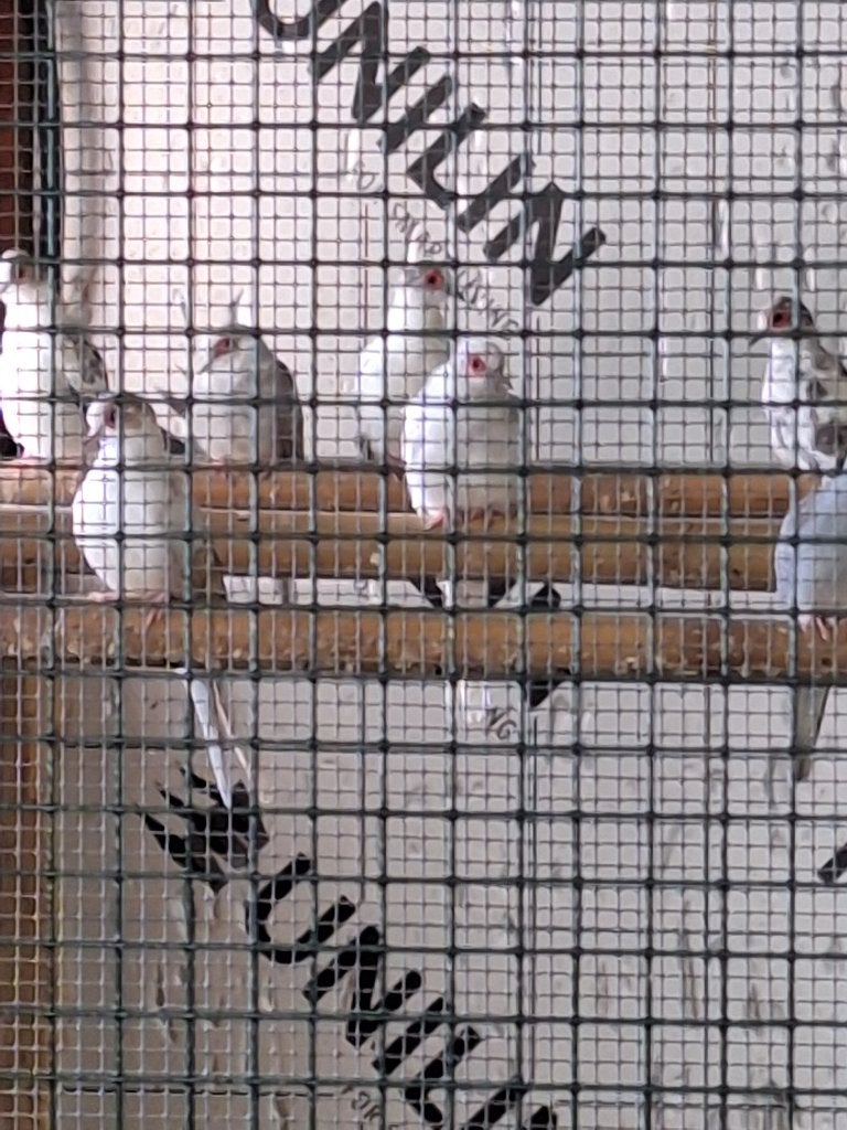 bonte diamand duifjes, Dieren en Toebehoren, Meerdere dieren, Overige soorten