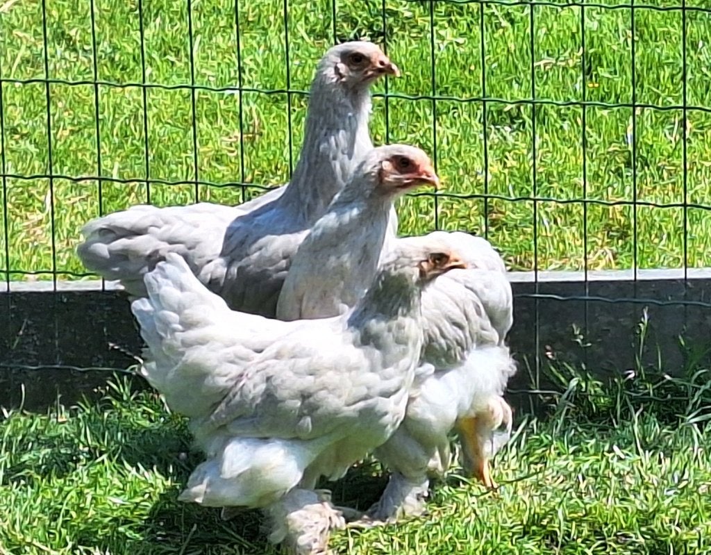 Brahma Isabel, Meerdere dieren, Kip