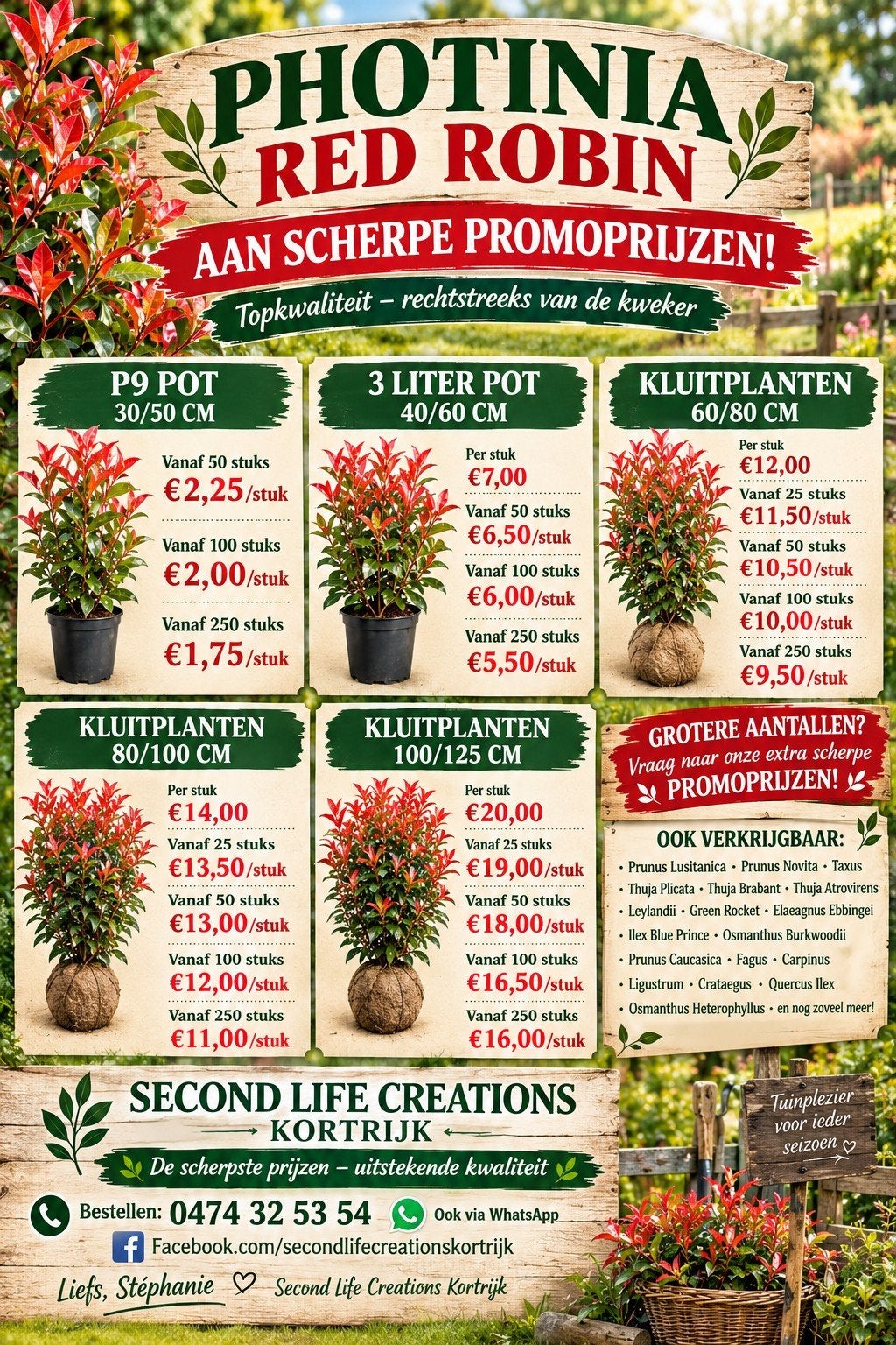 ‼️Photinia red robin aan promoprijzen ‼️, Ophalen, Taxus