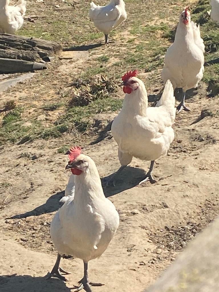 Poule de bresse kippen, Vrouwelijk, Kip