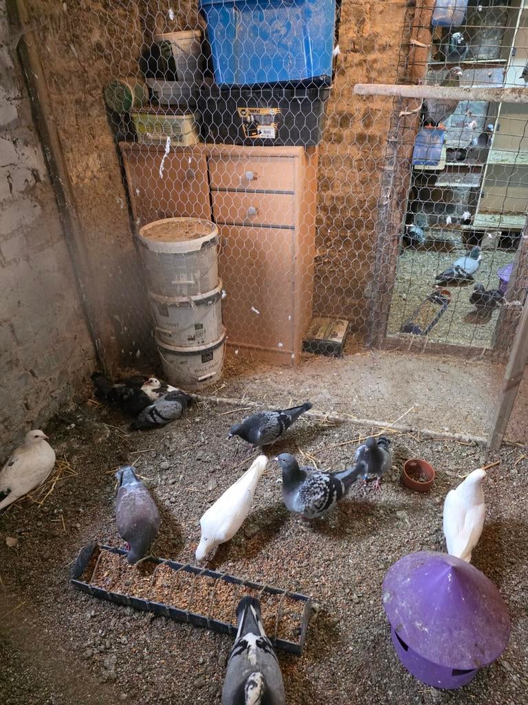 Jonge duiven, Dieren en Toebehoren, Pluimvee
