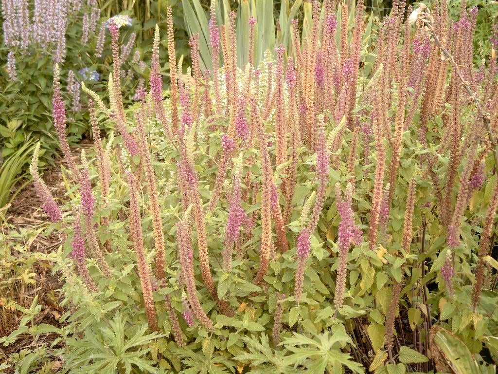 Vaste planten, struiken van hobbykweek, Ophalen, Overige soorten, Struik