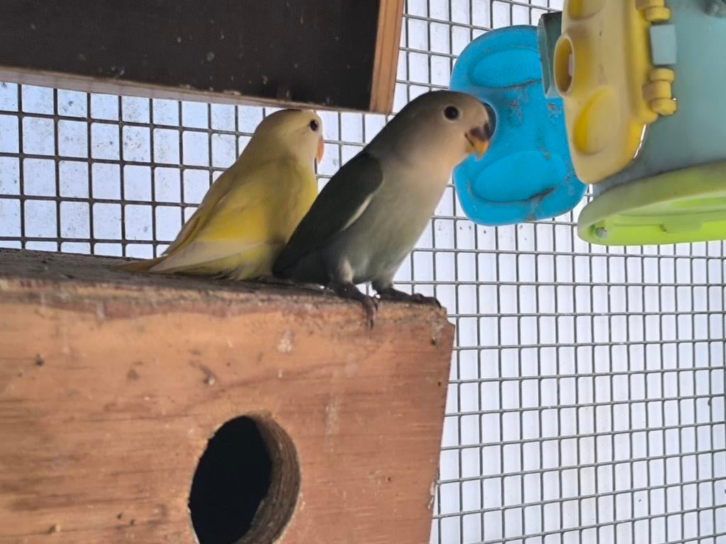 Jonge agapornis roseicollis, Dieren en Toebehoren, Geslacht onbekend