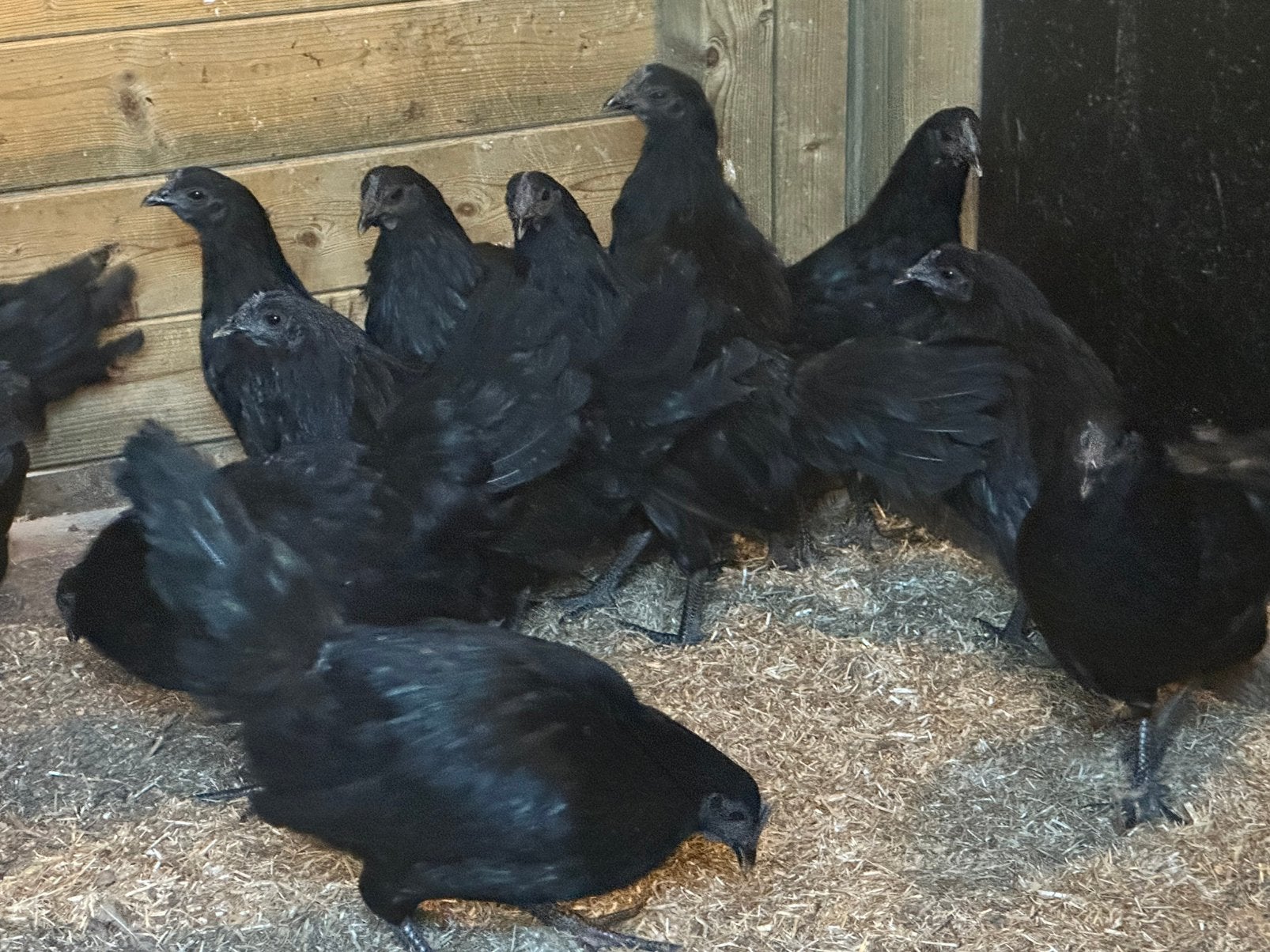 Ayan cemani kippen, Dieren en Toebehoren, Pluimvee