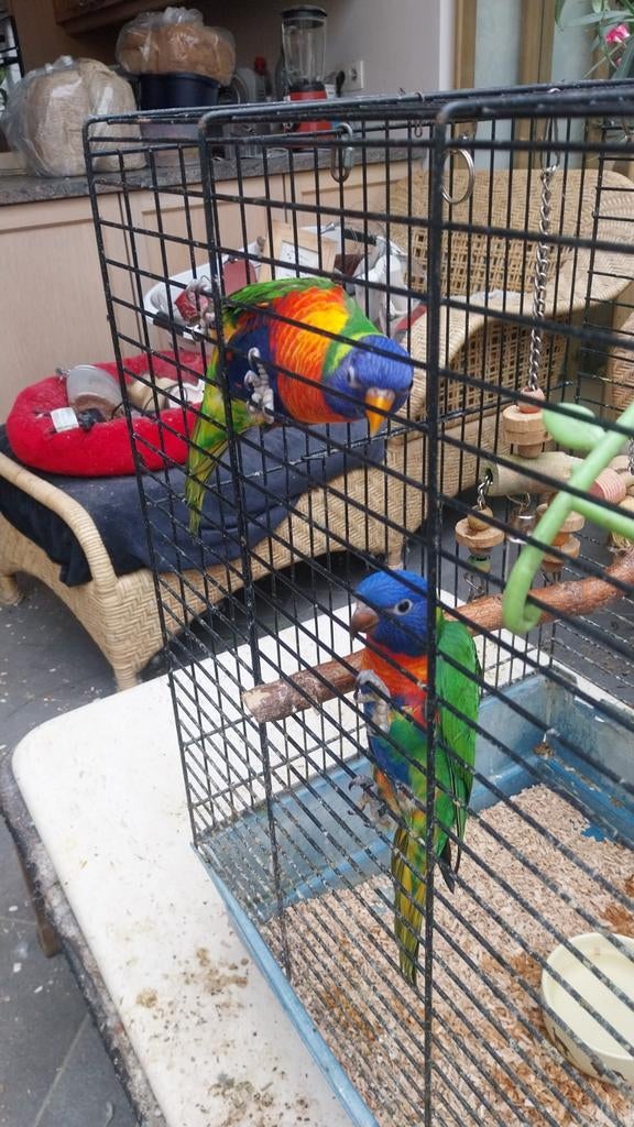 Lori van den blauweberg, Dieren en Toebehoren, Tam