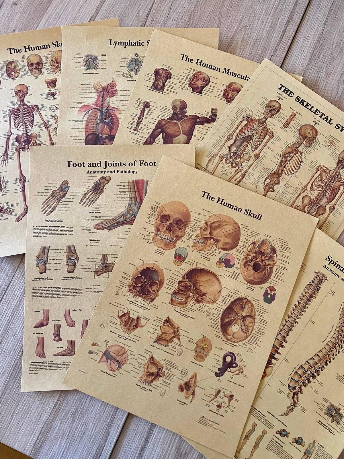 7 Postere Anatomie - Menselijk Lichaam - Geneeskunde De Mens, Ophalen of Verzenden, Natuur en Biologie
