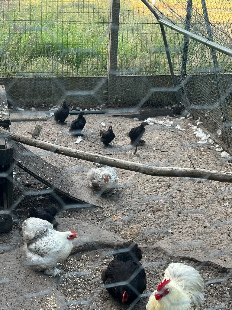 Kippen, Dieren en Toebehoren, Pluimvee, Kip, Meerdere dieren