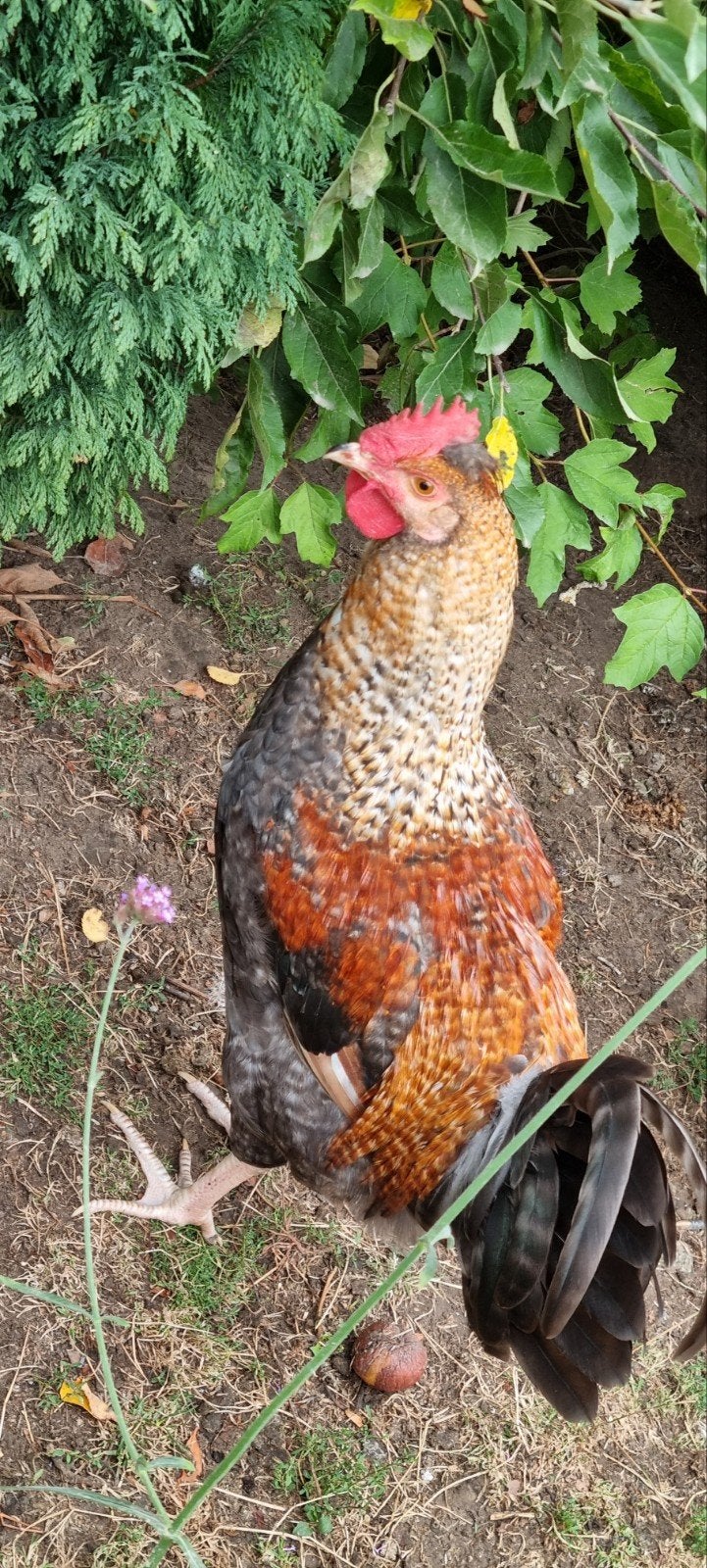 JONGE HAAN, Dieren en Toebehoren, Pluimvee