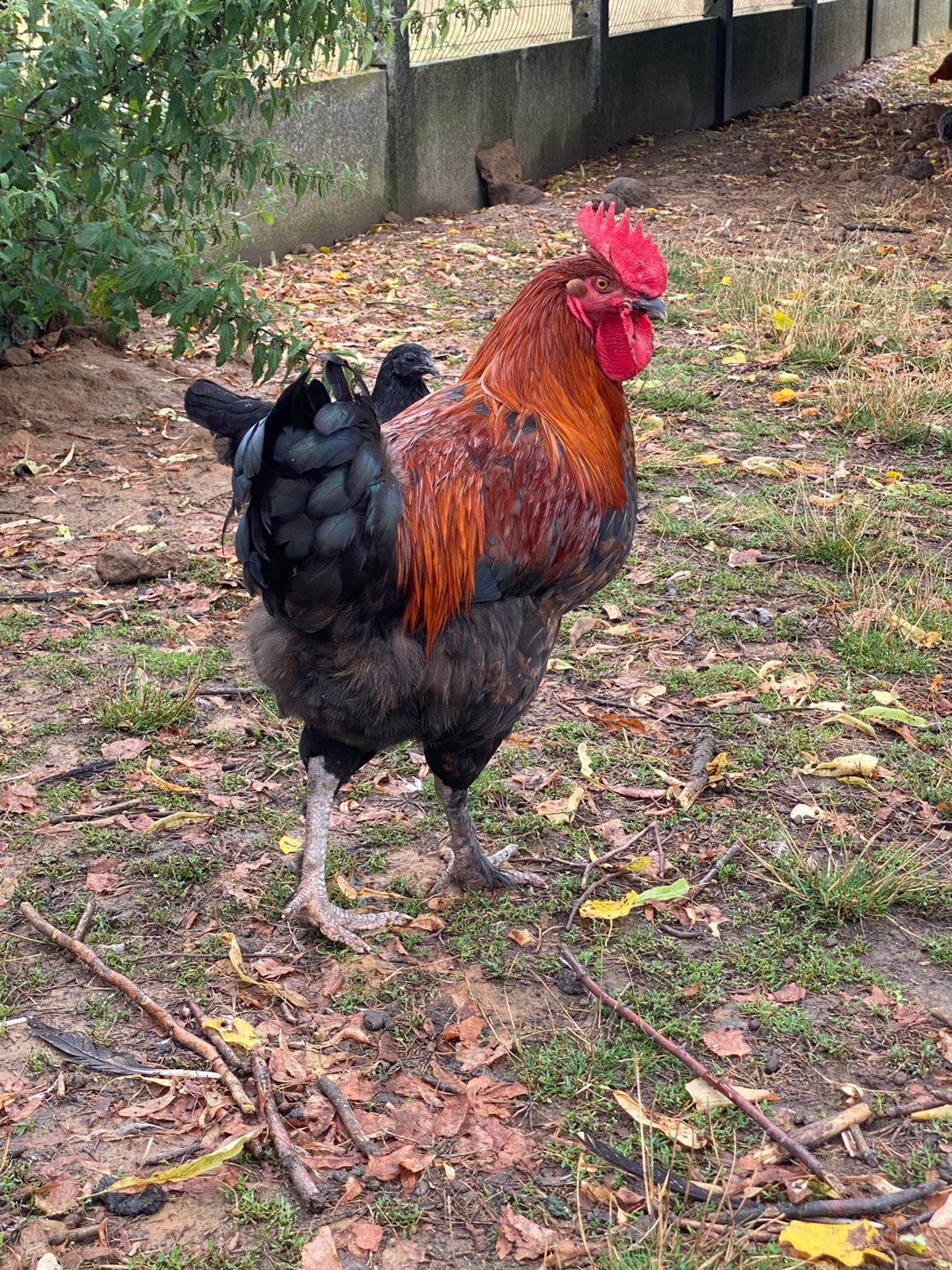 Marans hanen, Dieren en Toebehoren, Mannelijk, Kip