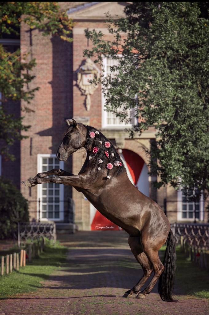 Prachtige Zwarte Allround Pre, Animaux & Accessoires, Chevaux, Hongre, M, 160 à 165 cm, 7 à 10 ans, Cheval de dressage, Avec pedigree