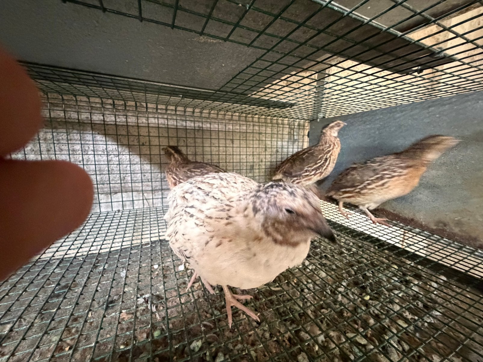 Cailles du Japon, Animaux & Accessoires, Oiseaux | Oiseaux Autre, Mâle, Oiseau chanteur sauvage, Domestique