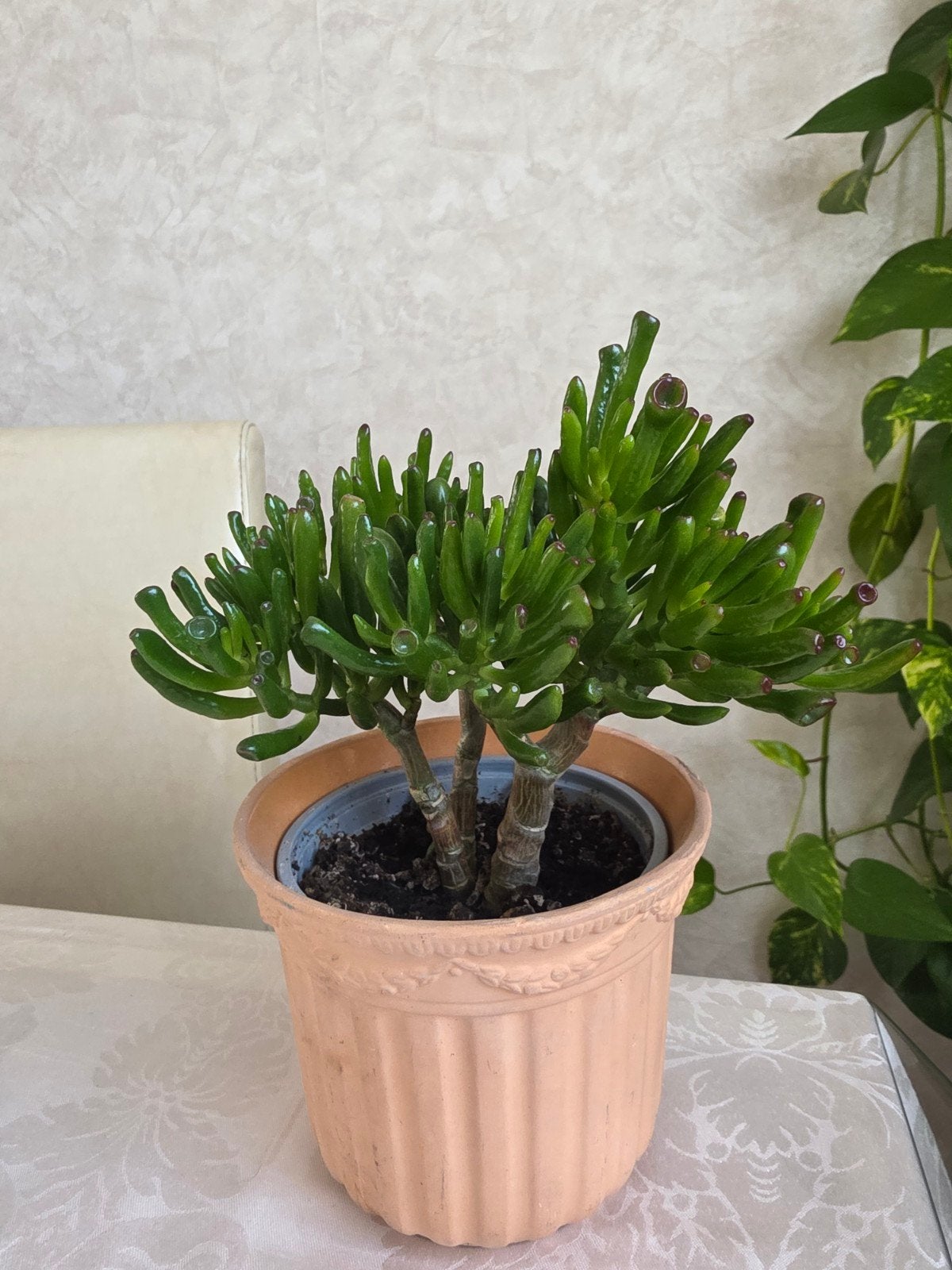 Crassula ovata, Enlèvement