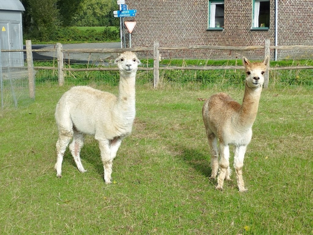 Alpaca merrie en hengst, Plusieurs animaux, Alpaga, 3 à 5 ans